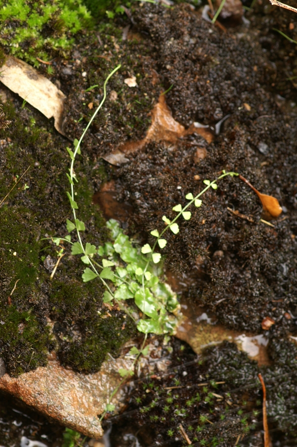 Asplenium flabellifolium